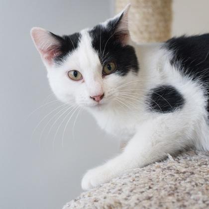 Star, Adoptable, Kitten Male Domestic Short Hair & Domestic Short Hair.