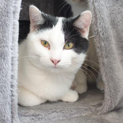 Enlarge Star, a Adoptable Domestic Short Hair in Verona, WI image 3/3