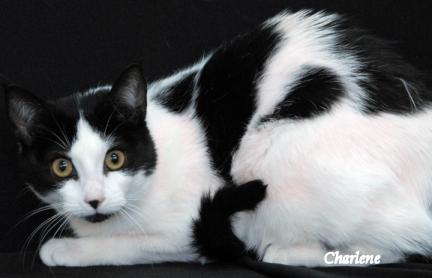 Skillet, a Adoptable Domestic Short Hair in Newland, NC image 2/2