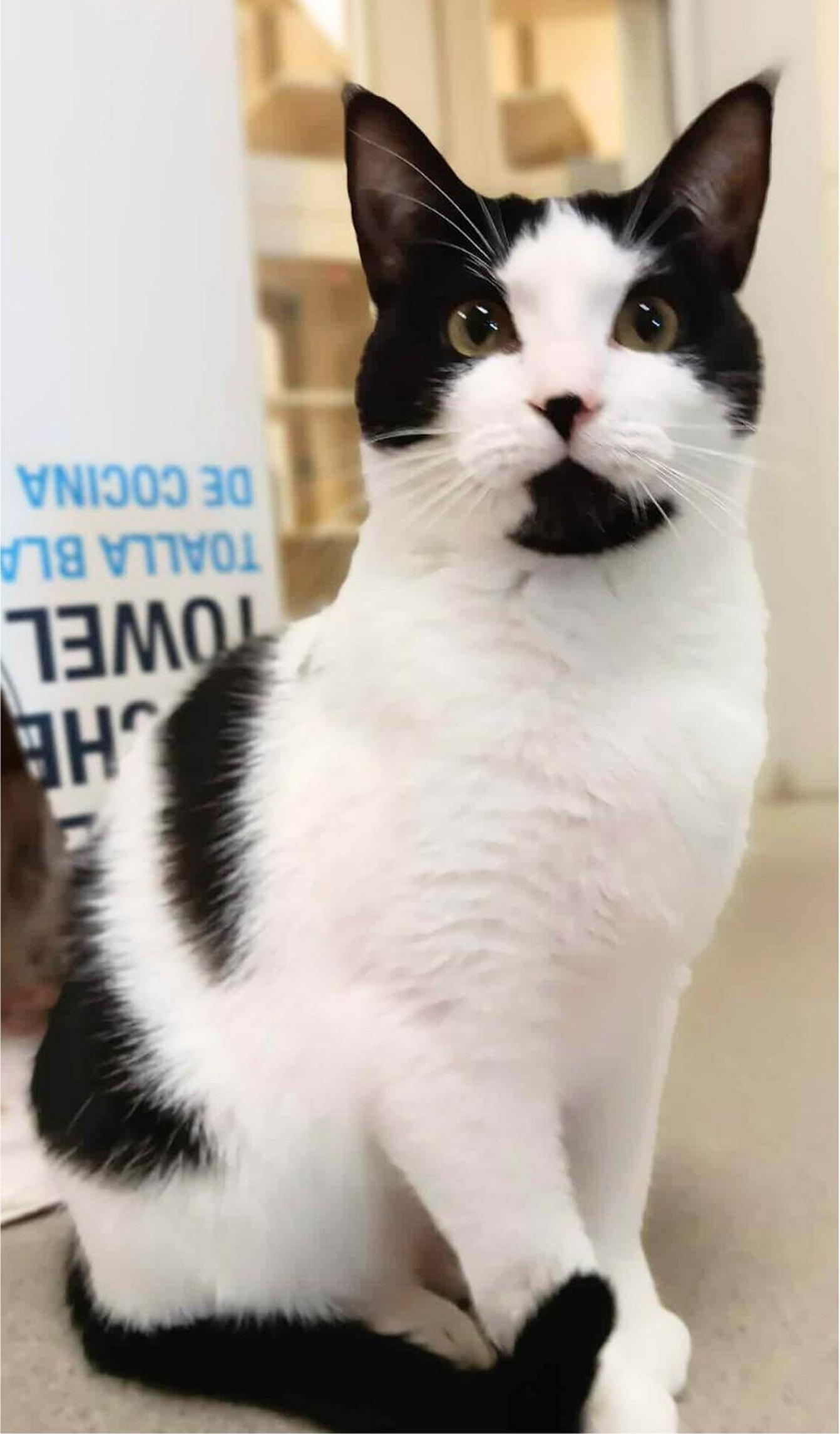 Skillet, Adoptable, Young Female Domestic Short Hair.