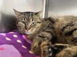 Enlarge Truffle, an adopted Domestic Short Hair in Whitby, ON image 1/3