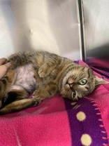 Enlarge Truffle, an adopted Domestic Short Hair in Whitby, ON image 2/3