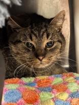 Enlarge Truffle, an adopted Domestic Short Hair in Whitby, ON image 3/3