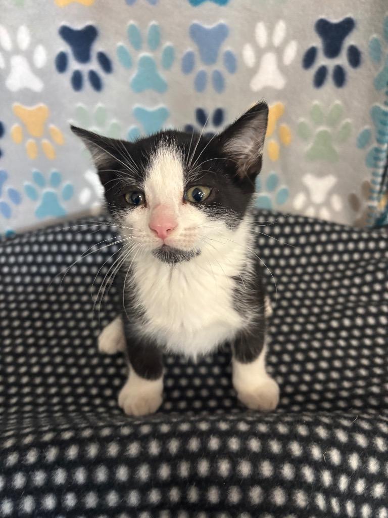 Enlarge Tux, a Adoptable mixed breed in Wabash, IN image 1/1