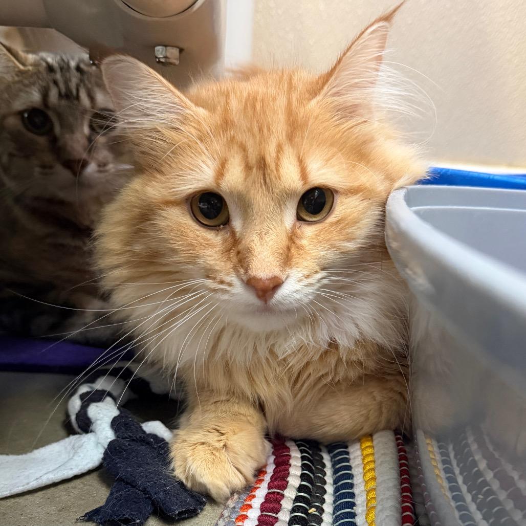 Aspen, Adoptable, Young Female Domestic Long Hair.