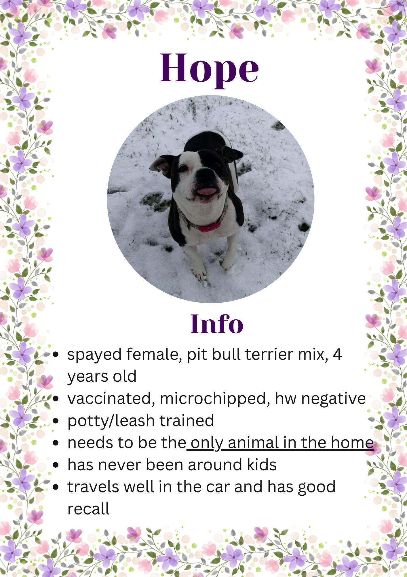 Enlarge Hope, a ADOPTABLE Pit Bull Terrier in Greensburg, IN image 1/1