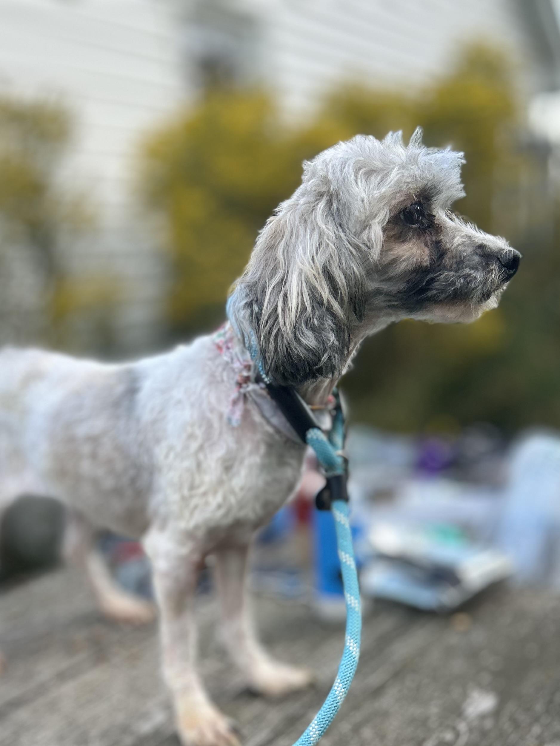 Tala, a Adoptable mixed breed in West Falls, NY image 1/3