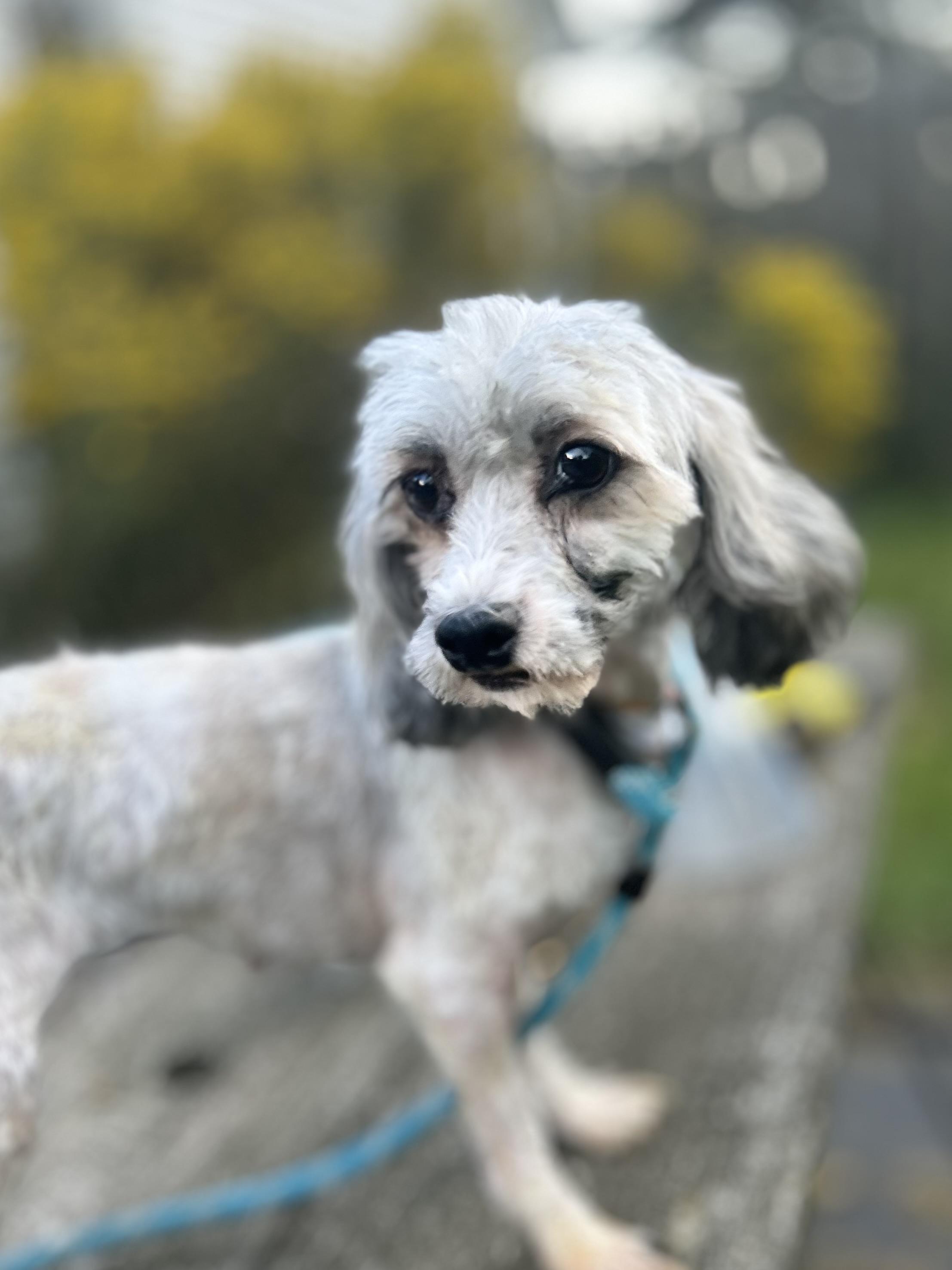 Tala, an adoptable Havanese, Miniature Poodle in West Falls, NY, 14170 | Photo Image 1