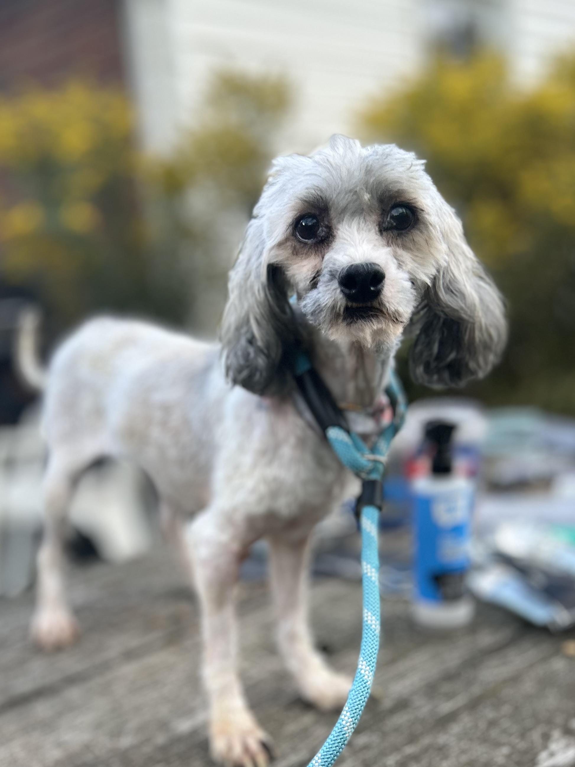 Tala, an adoptable Havanese, Miniature Poodle in West Falls, NY, 14170 | Photo Image 2