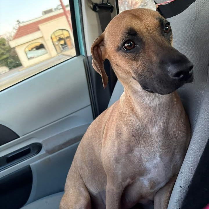 Enlarge Bethel, a ADOPTABLE mixed breed in Brewton, AL image 2/2