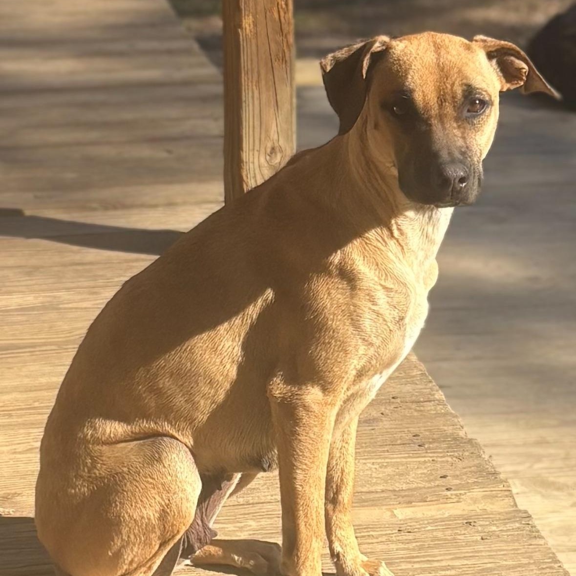 Bethel, ADOPTABLE, Adult Female Black Mouth Cur.