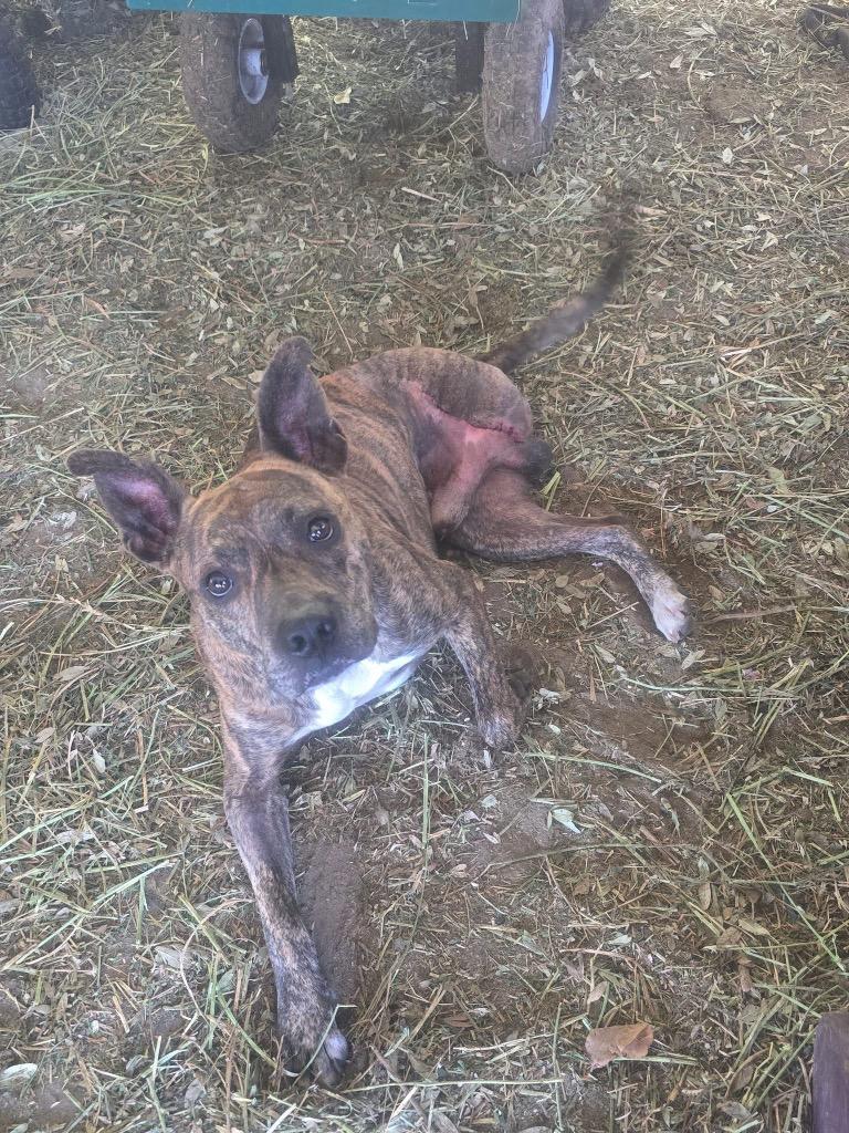 Enlarge Jojo, a Adoptable mixed breed in Waynesville, GA image 1/3