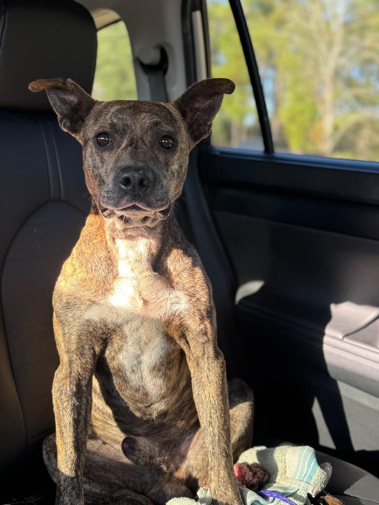 Enlarge Jojo, a Adoptable mixed breed in Waynesville, GA image 2/3