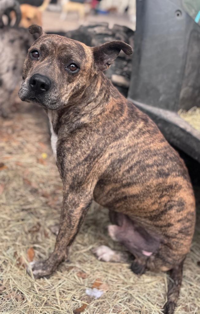 Enlarge Jojo, a Adoptable mixed breed in Waynesville, GA image 3/3