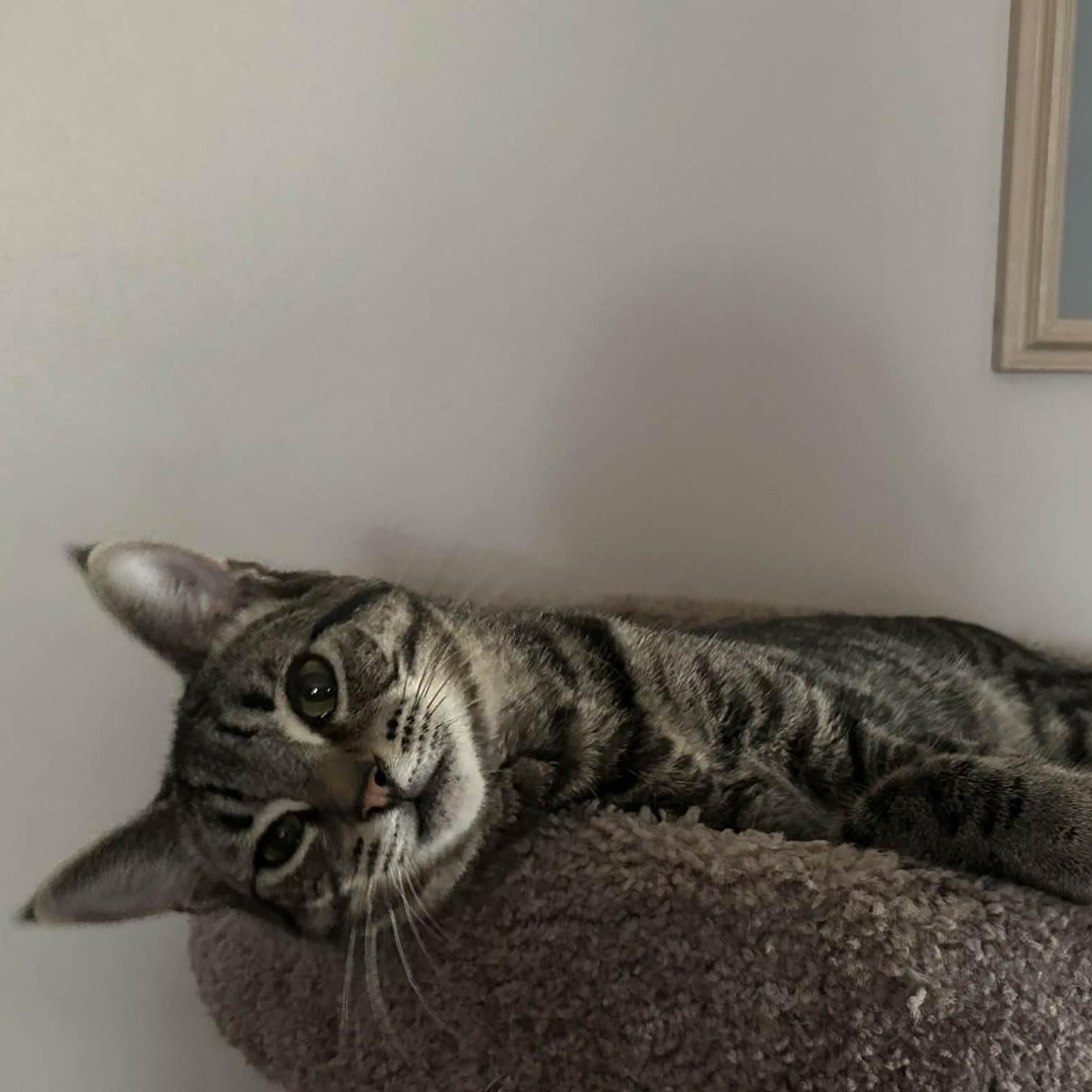 Enlarge Strudel, a ADOPTABLE Domestic Short Hair in Honeoye, NY image 1/1