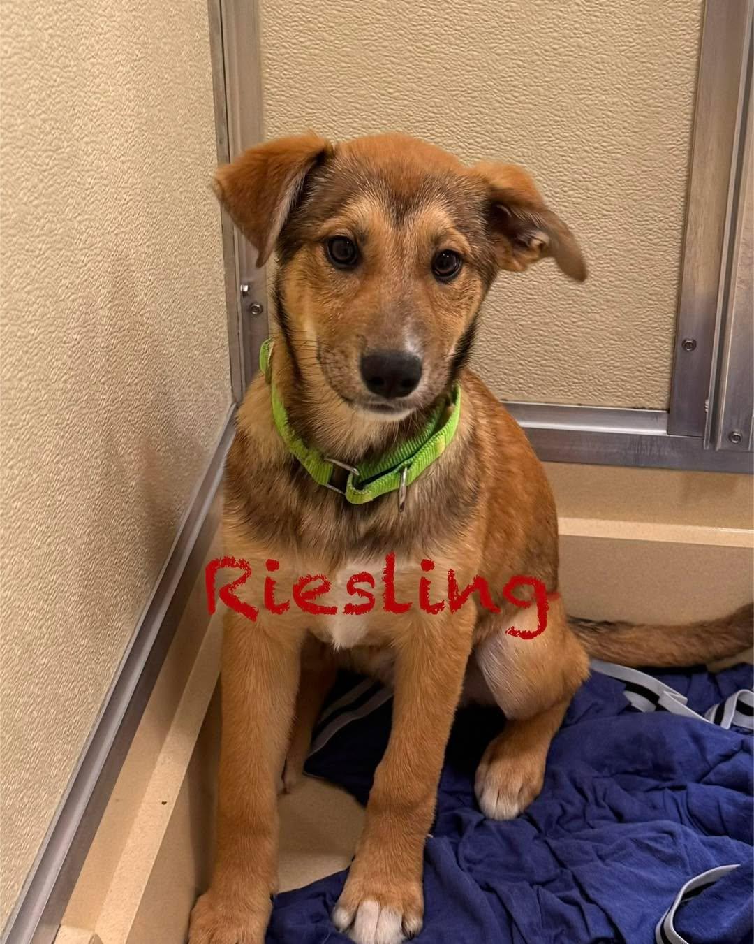 Enlarge Riesling, an adopted mixed breed in Pawleys Island, SC image 1/1