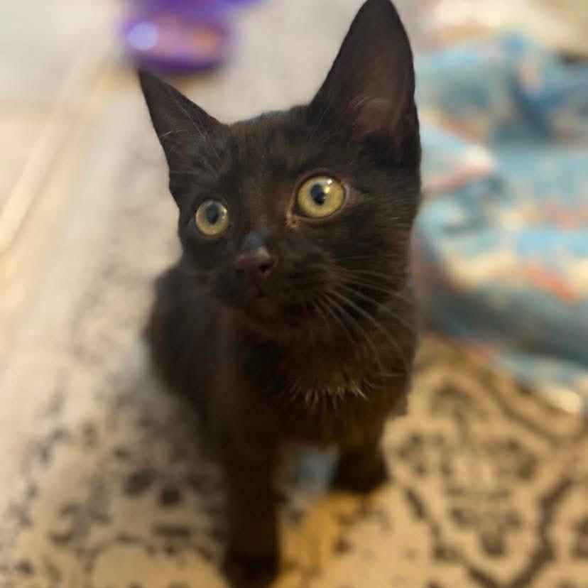 Nani, a Adoptable Domestic Short Hair in Memphis, TN image 4/6
