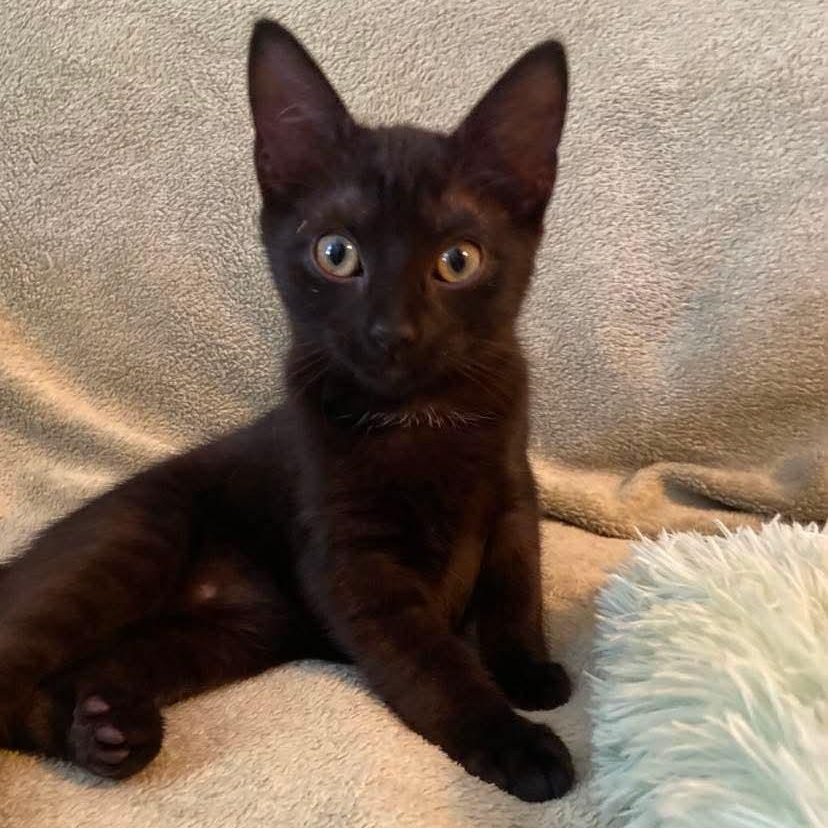 Nani, a Adoptable Domestic Short Hair in Memphis, TN image 6/6