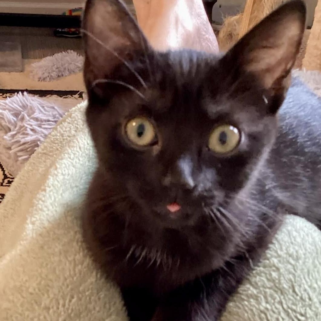Nani, a Adoptable Domestic Short Hair in Memphis, TN image 2/6