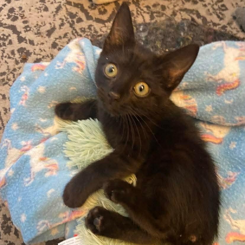 Nani, a Adoptable Domestic Short Hair in Memphis, TN image 3/6