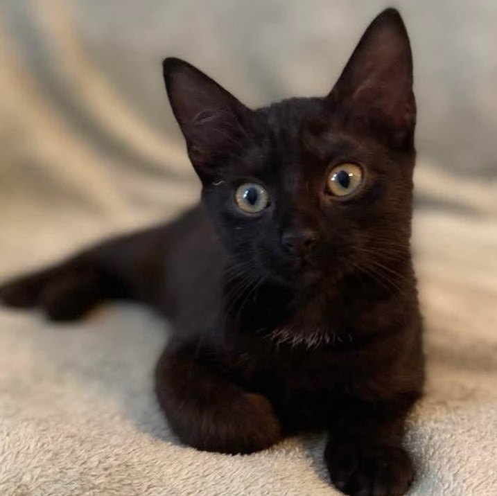 Nani, a Adoptable Domestic Short Hair in Memphis, TN image 1/6