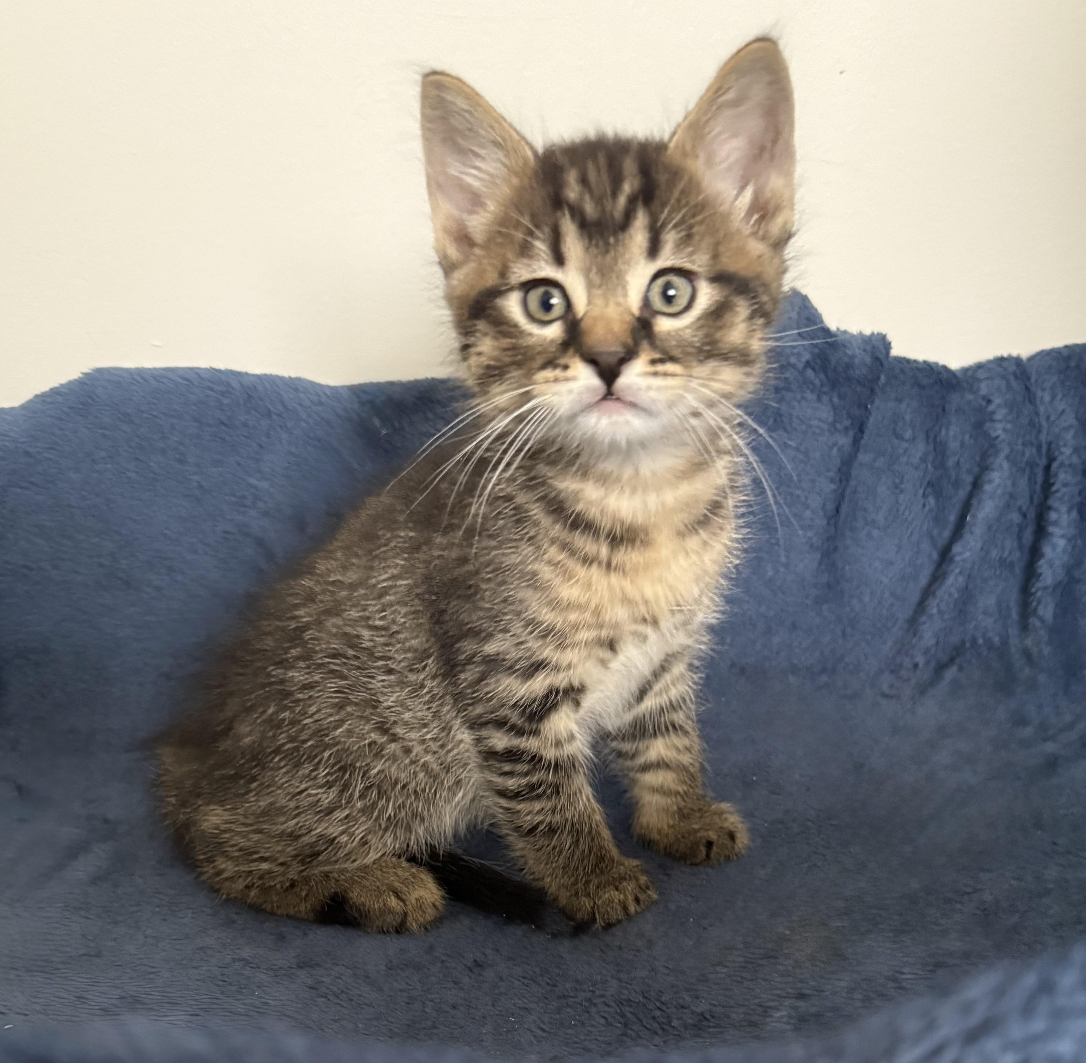 Enlarge Russett, a ADOPTABLE Domestic Short Hair in Chilliwack, BC image 1/1