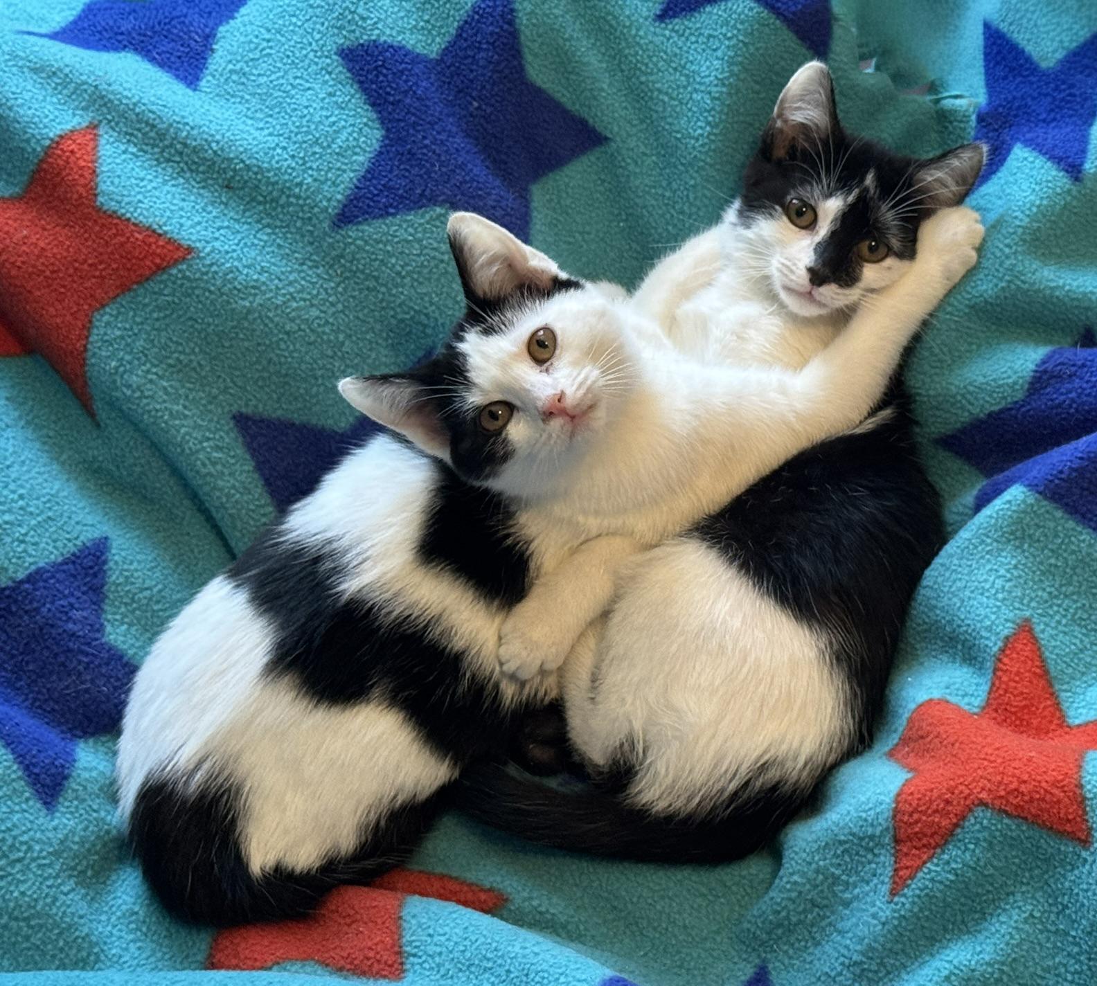 Enlarge Oreo & Bodhi bonded kittens!, a ADOPTABLE Domestic Short Hair in Fairfield, IA image 1/6