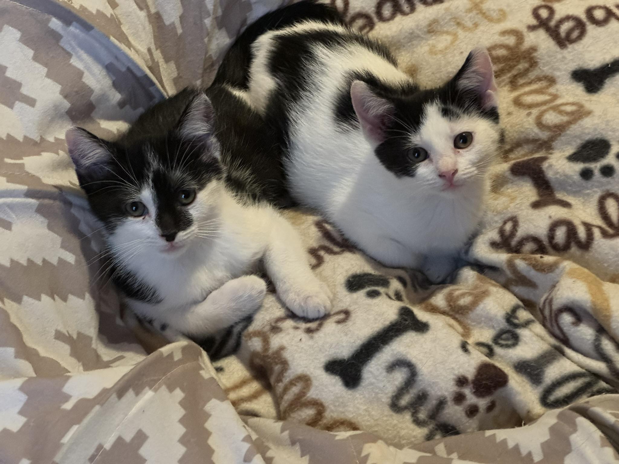 Enlarge Oreo & Bodhi bonded kittens!, a ADOPTABLE Domestic Short Hair in Fairfield, IA image 2/6