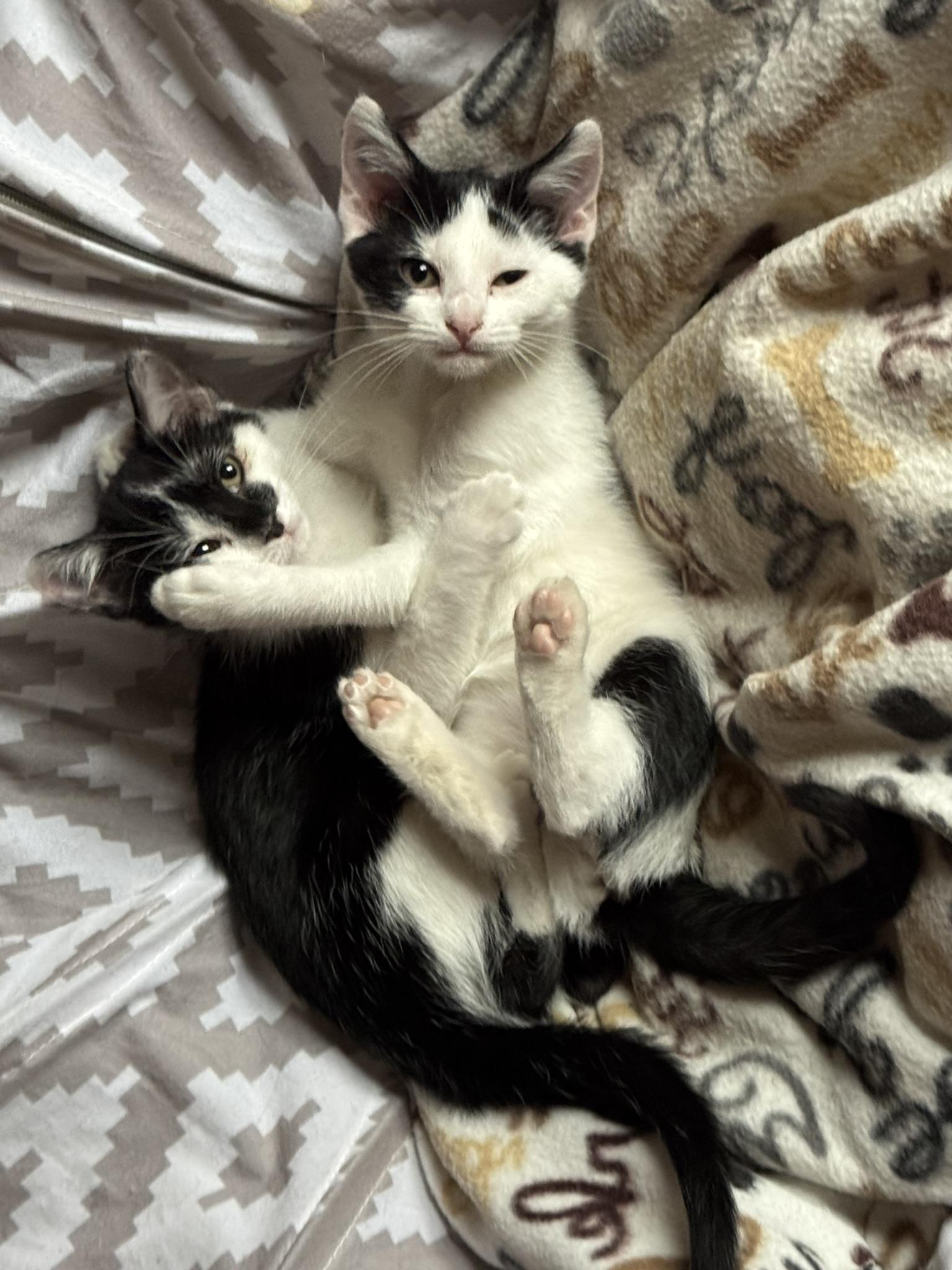 Enlarge Oreo & Bodhi bonded kittens!, a ADOPTABLE Domestic Short Hair in Fairfield, IA image 4/6