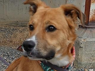 Yogi, an adoptable Border Collie, Cattle Dog in Anaconda, MT, 59711 | Photo Image 1