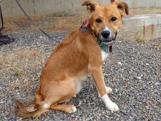 Yogi, an adoptable Border Collie, Cattle Dog in Anaconda, MT, 59711 | Photo Image 2