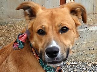 Yogi, an adoptable Border Collie, Cattle Dog in Anaconda, MT, 59711 | Photo Image 4