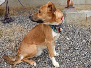 Yogi, an adoptable Border Collie, Cattle Dog in Anaconda, MT, 59711 | Photo Image 3