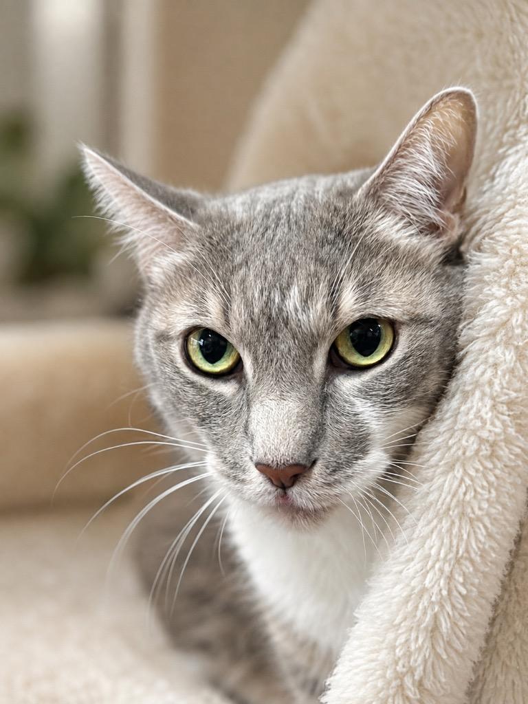 Tiger, Adoptable, Adult Male Domestic Short Hair.