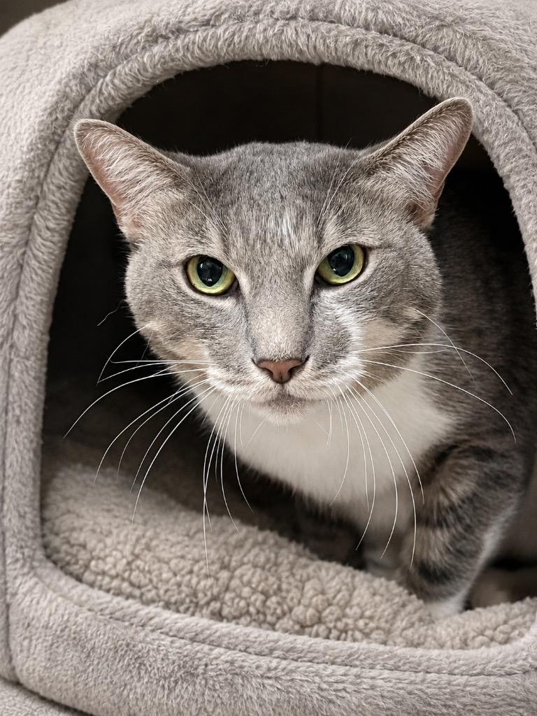 Tiger, a Adoptable mixed breed in Cottonwood, AZ image 3/3