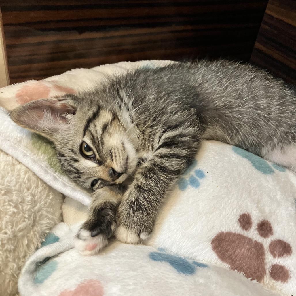 Purrlina, Adoptable, Kitten Female Domestic Short Hair.