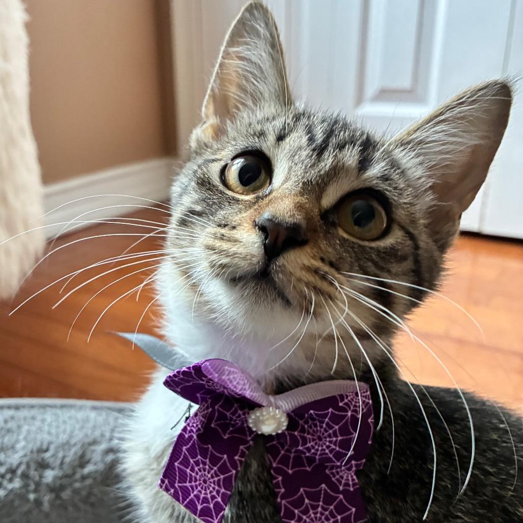 Enlarge Purrlina, a Adoptable Domestic Short Hair in Ferndale, MI image 2/6