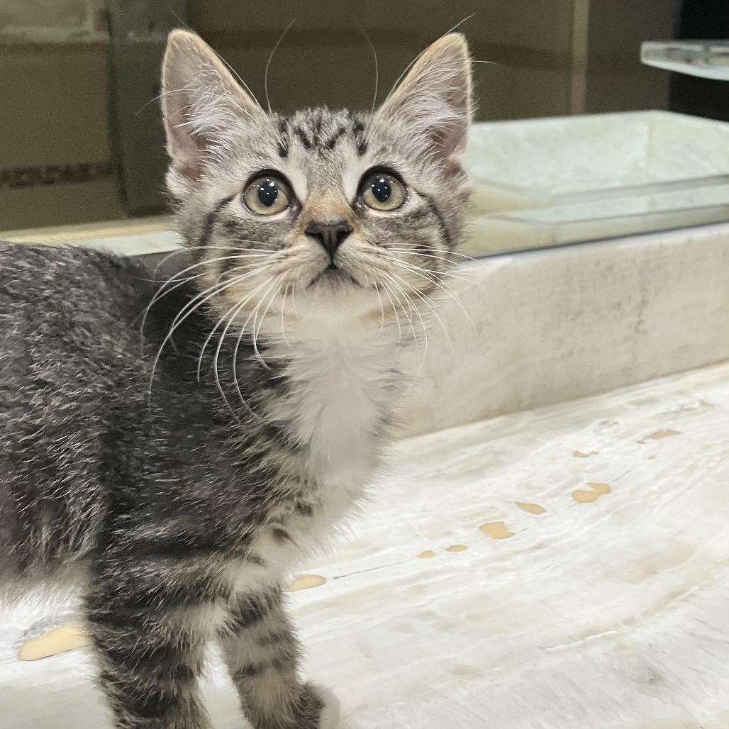 Enlarge Purrlina, a Adoptable Domestic Short Hair in Ferndale, MI image 3/6