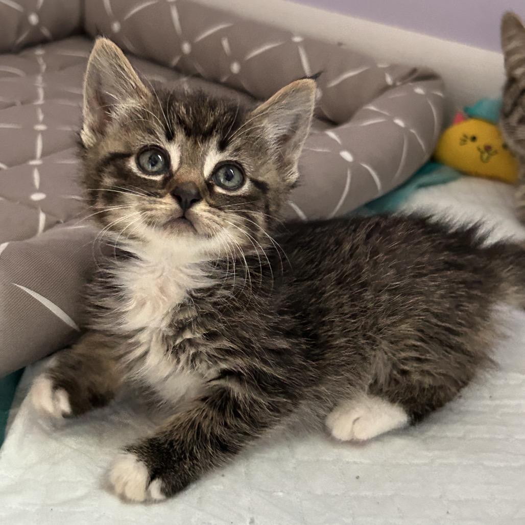 Enlarge Purrlina, a Adoptable Domestic Short Hair in Ferndale, MI image 4/6