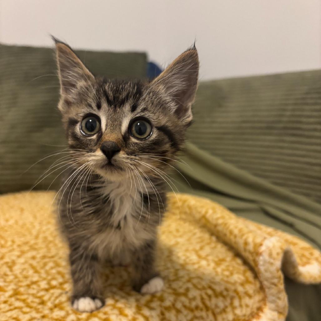 Enlarge Purrlina, a Adoptable Domestic Short Hair in Ferndale, MI image 5/6