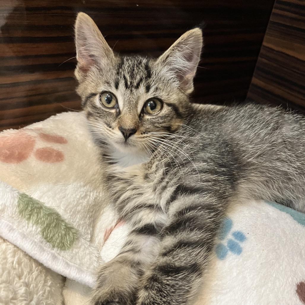 Enlarge Purrlina, a Adoptable Domestic Short Hair in Ferndale, MI image 6/6
