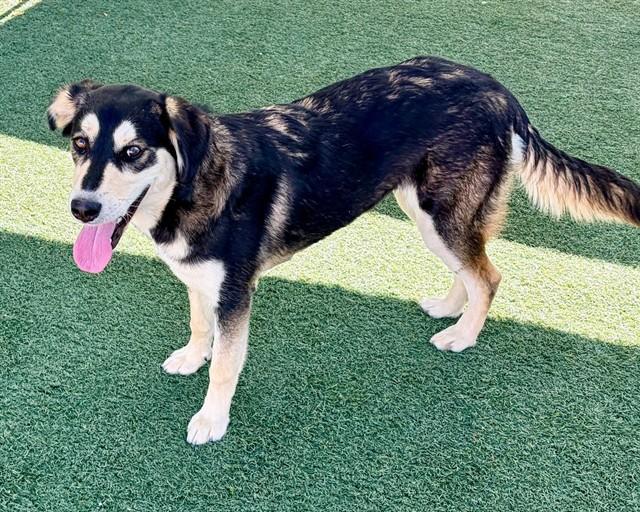 Enlarge KATIE, a Adoptable mixed breed in Salinas, CA image 1/1