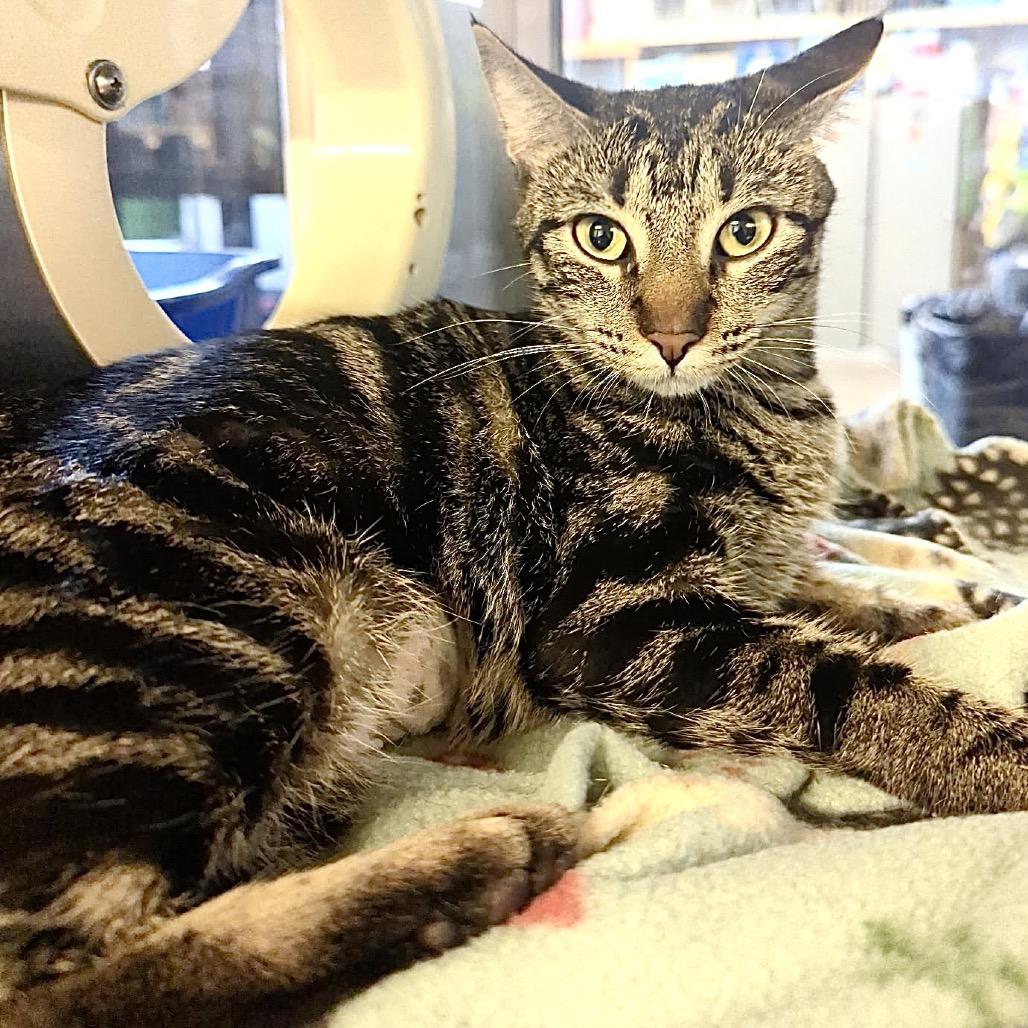 Leslie, Adoptable, Young Female Domestic Short Hair.