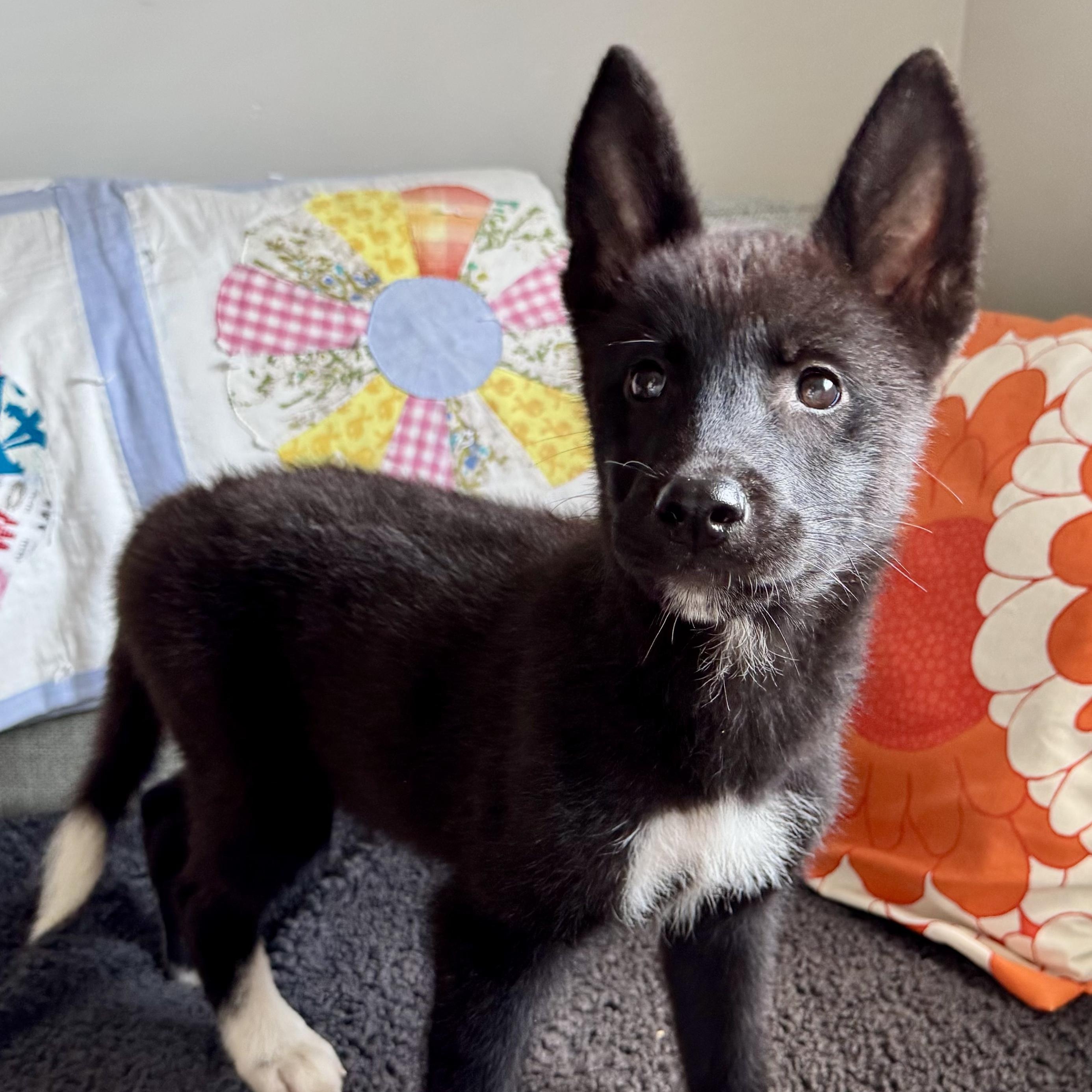 Enlarge Parton, a Adoptable mixed breed in Richmond, VA image 2/4