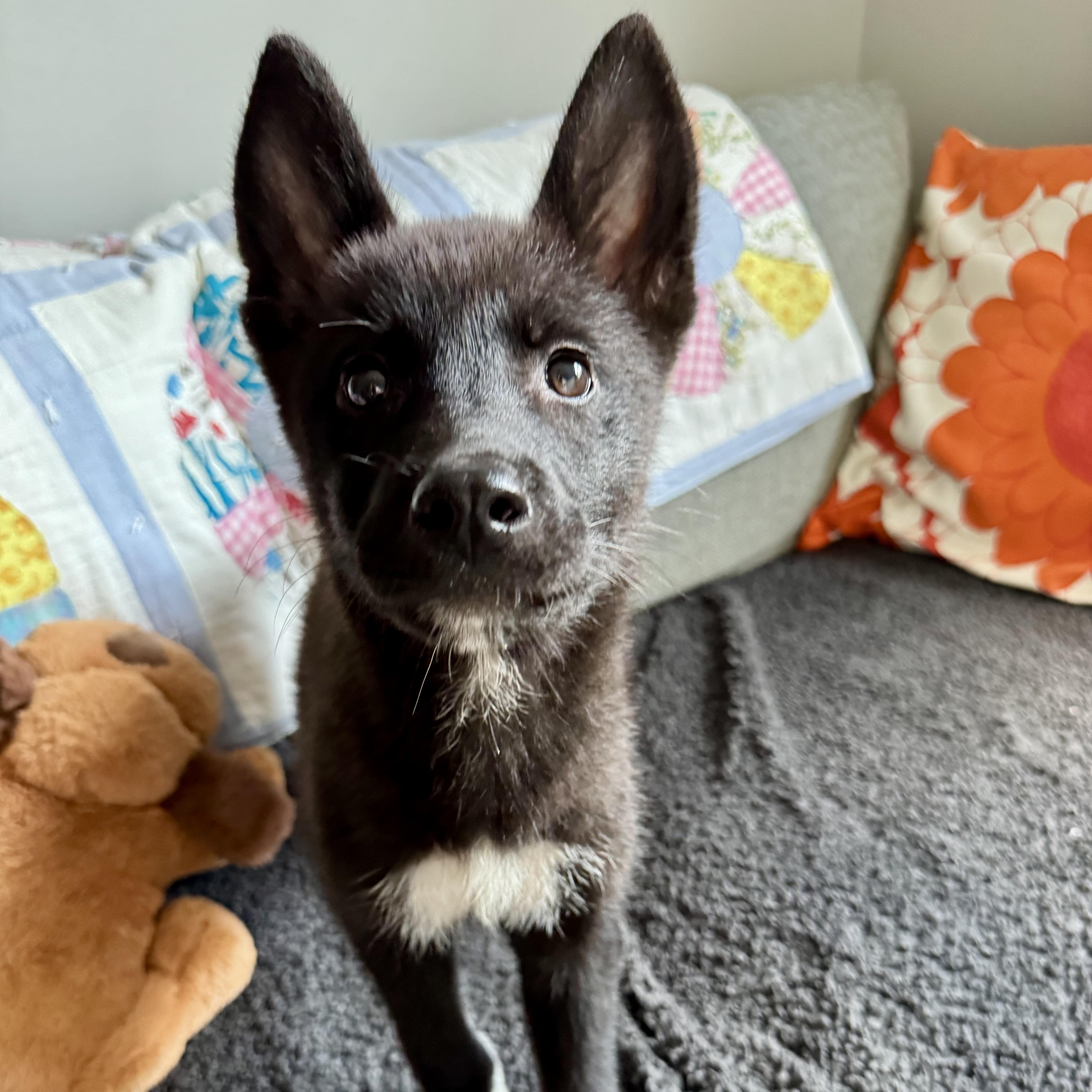 Enlarge Parton, a Adoptable mixed breed in Richmond, VA image 3/4
