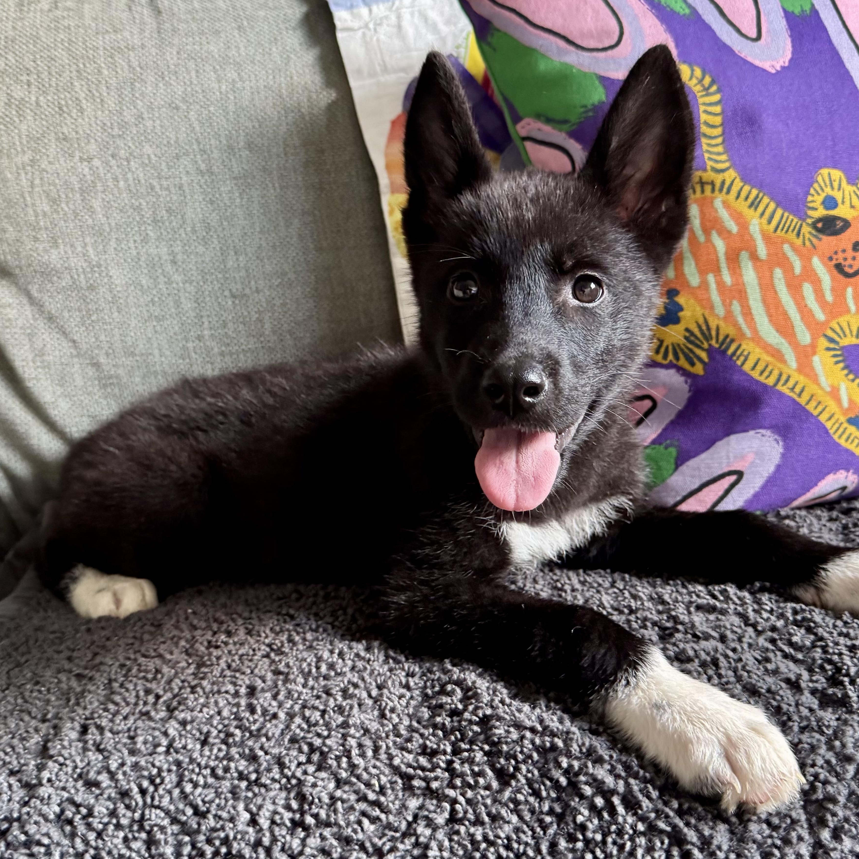 Enlarge Parton, a Adoptable mixed breed in Richmond, VA image 1/4