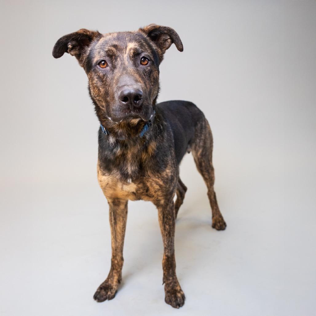 Brookie, Adoptable, Adult Male Shepherd.