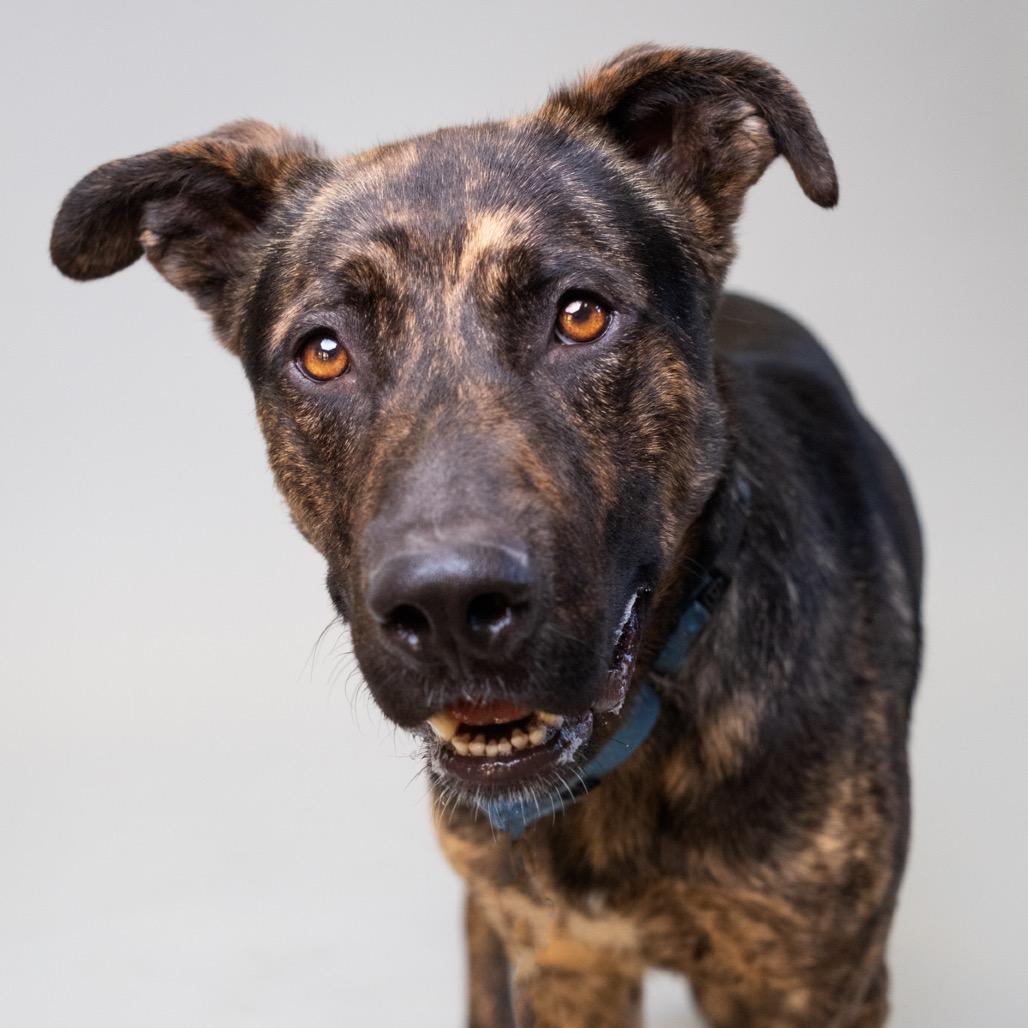 Brookie, a Adoptable Shepherd in Palm Springs, CA image 2/3