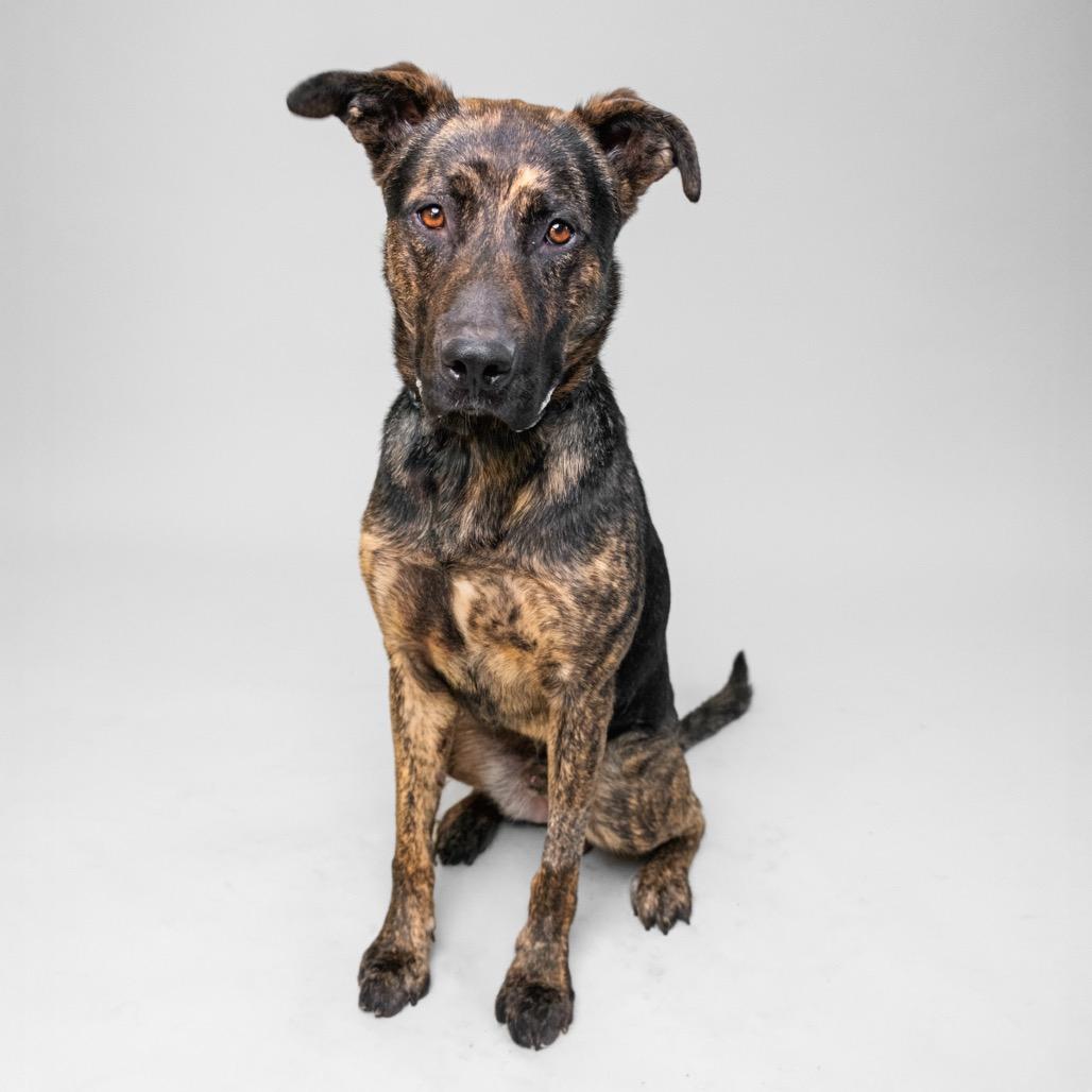 Brookie, a Adoptable Shepherd in Palm Springs, CA image 3/3