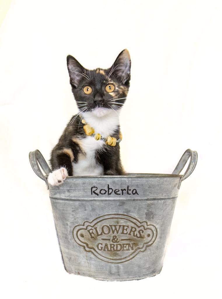 Roberta, a Adoptable mixed breed in Hot Springs Village, AR image 1/2